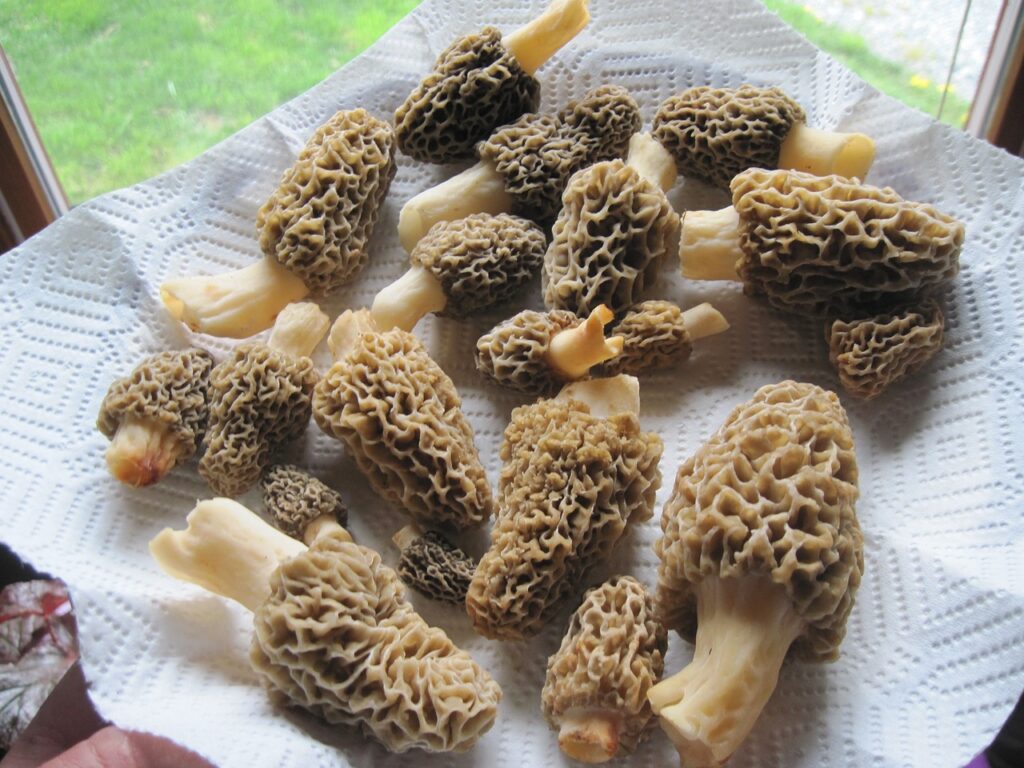 Sauce aux morilles Potier  180 g
