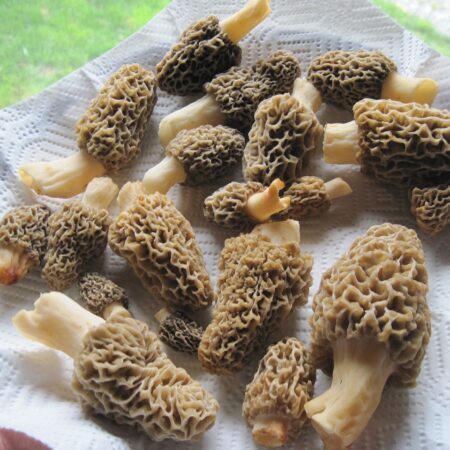 Sauce aux morilles Potier 180 g